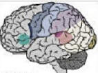 Autobiographical and Episodic memory